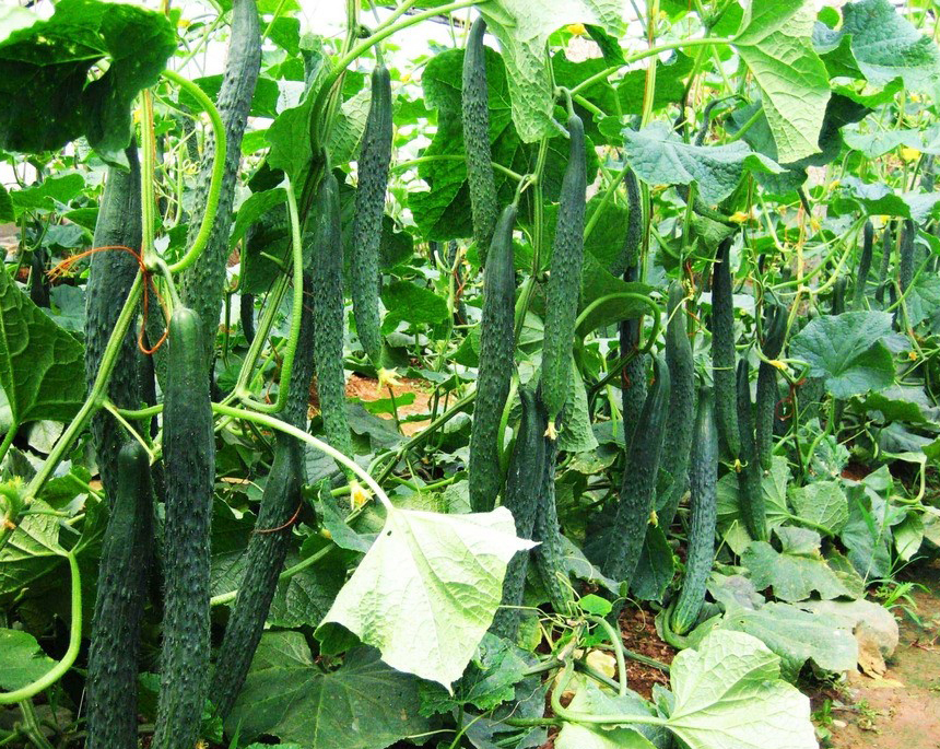 黃瓜需肥特點是什么？